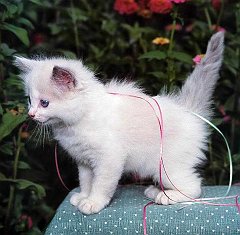Gatti (10)